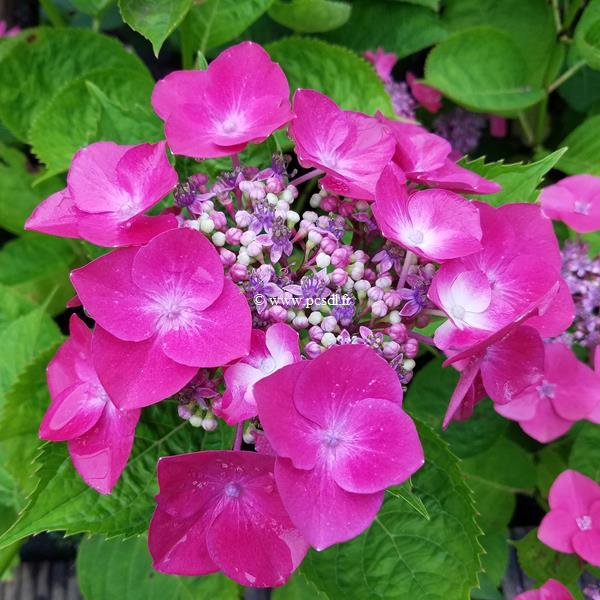 Hydrangea macrophylla Buchfink (1)