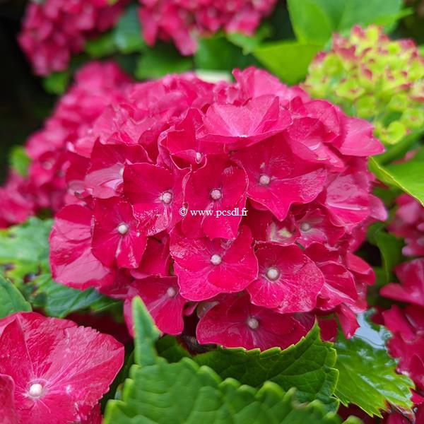 Hydrangea macrophylla Royal Red (1)