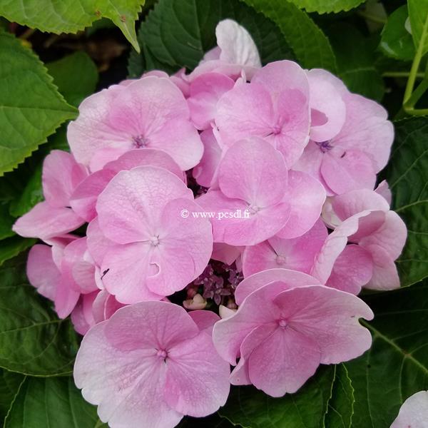 Hydrangea macrophylla Sweet Dreams (1)