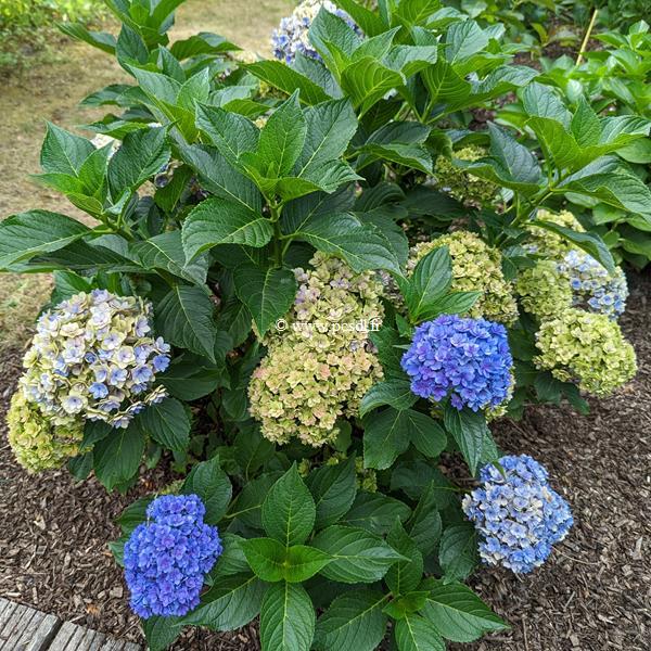 Hydrangea macrophylla Together