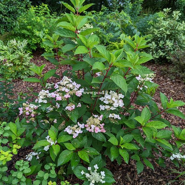 Hydrangea paniculata Early Harry (1)