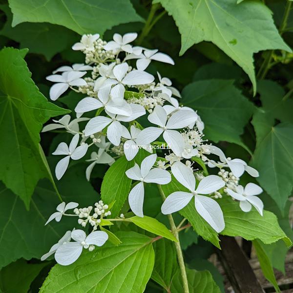 Hydrangea paniculata Great Star (1)