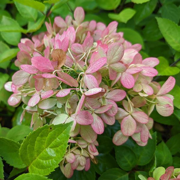 Hydrangea paniculata Little Lime (1)