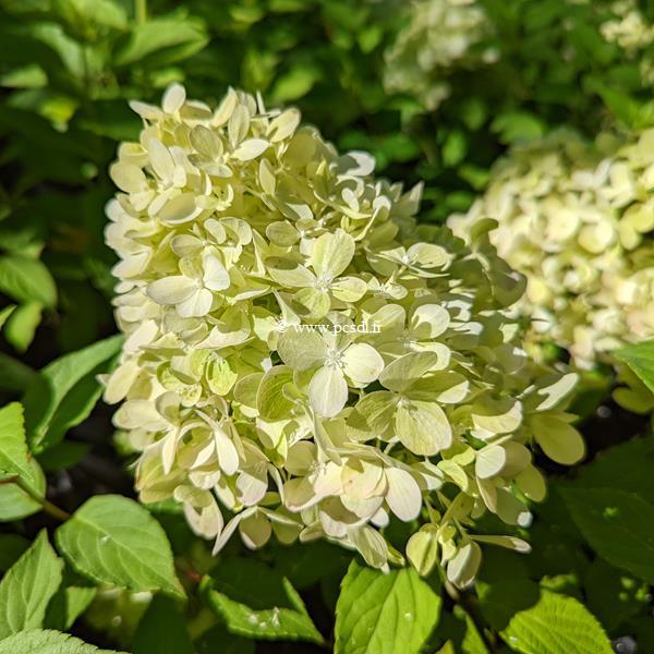 Hydrangea paniculata Mojito (1)