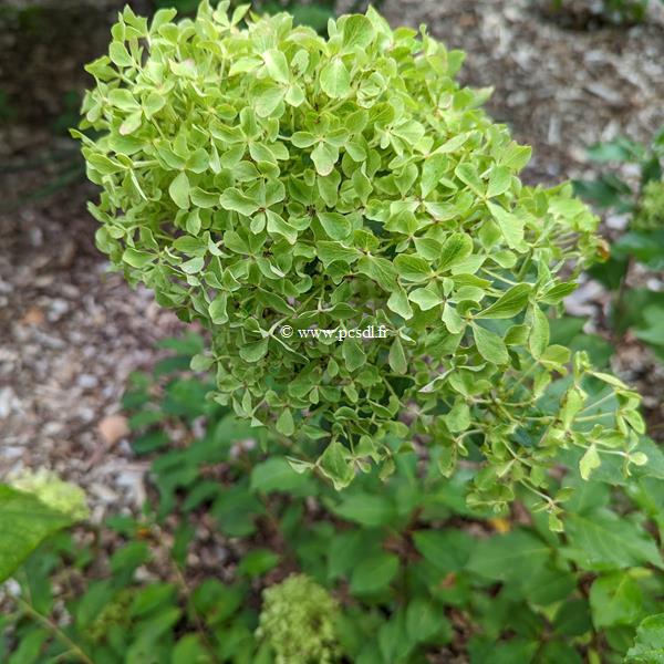 Hydrangea paniculata Romantic Ace