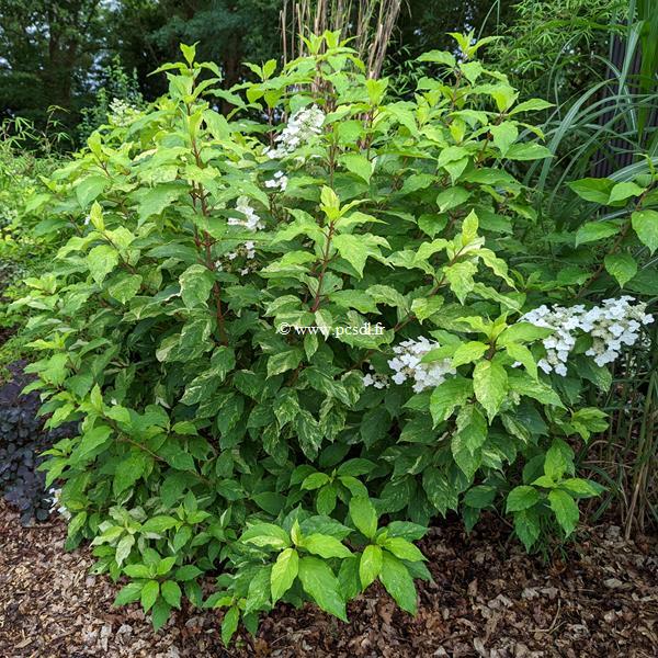 Hydrangea paniculata Shikoku Flash (1)