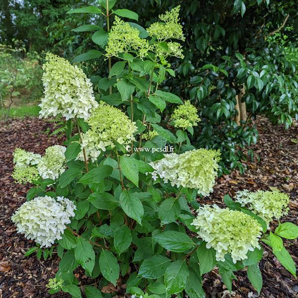 Hydrangea paniculata Skyfall (2)