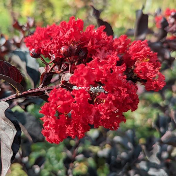 Lagerstroemia indica (black solitaire®) 'Red Hot' - Tous les arbres -  Pépinières côte sud des landes