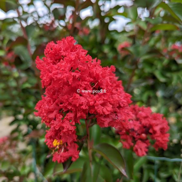 Lagerstroemia indica Dynamite (3)