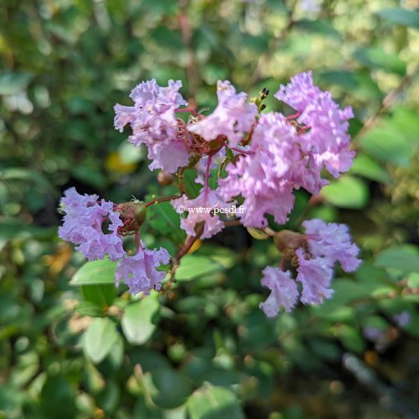 Lagertroemia indica Camaieu d'Ete (2)