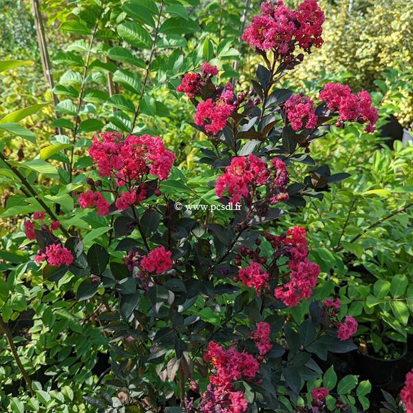 Lagerstroemia indica Double Dynamite (3)