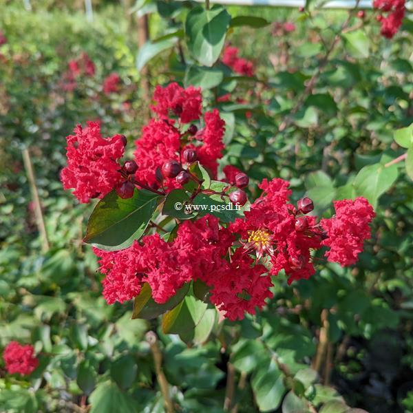Lagerstroemia indica Dynamite (6)