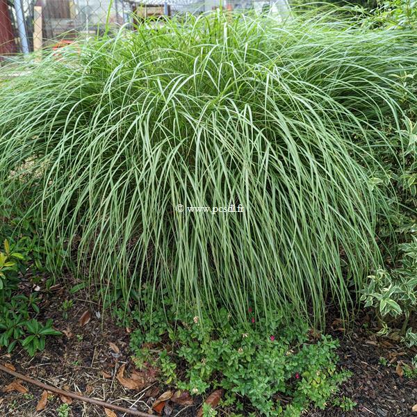 Miscanthus sinensis Graziella