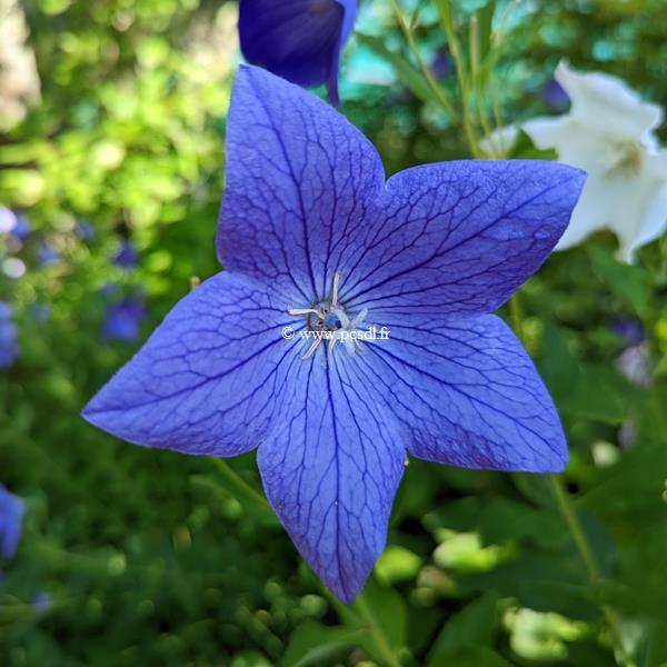 Platycodon grandiflorus Mariesii