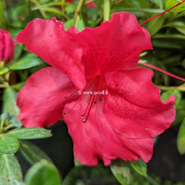 Rhododendron Repetita Red (1)