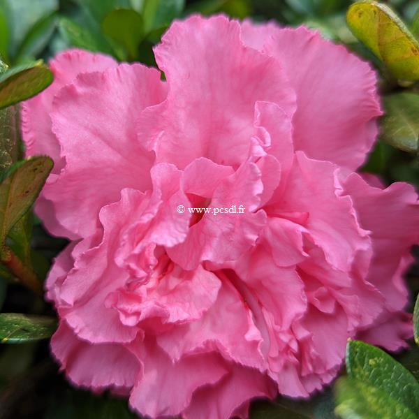 Rhododendron Repetita Pink (1)