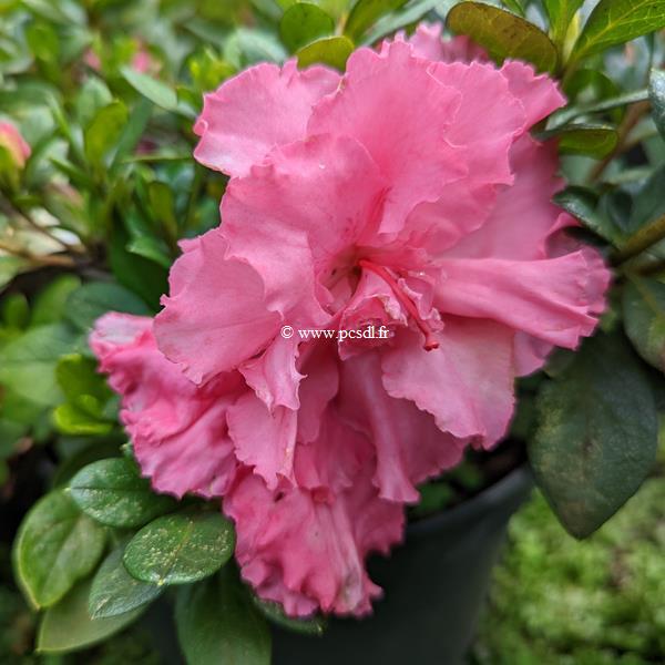 Rhododendron Repetita Pink (2)