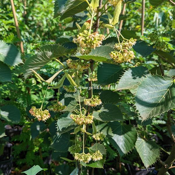 Tilia henryana (1)