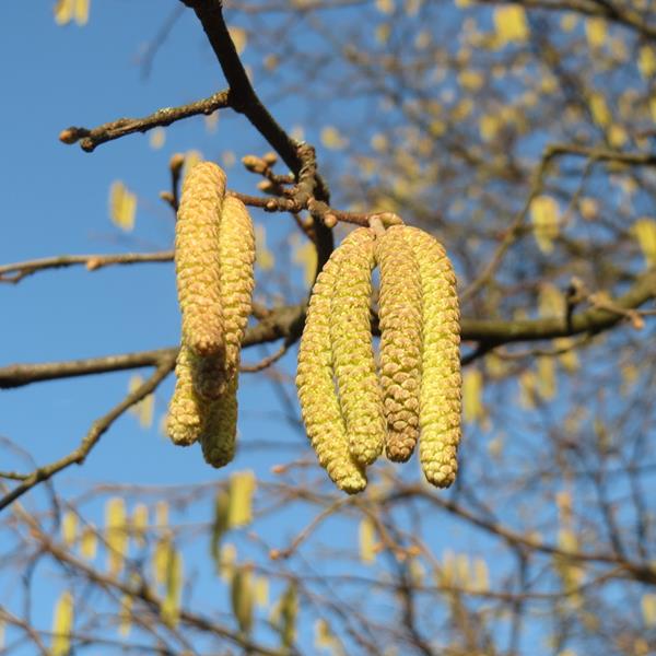 Corylus avellana (1)