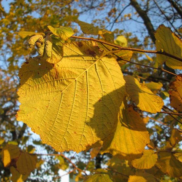 Corylus avellana (2)