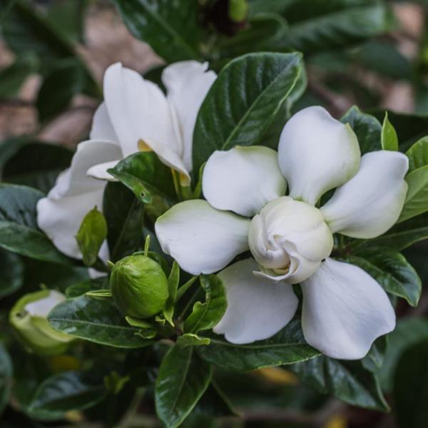 Gardenia jasminoides Magnifica (1)