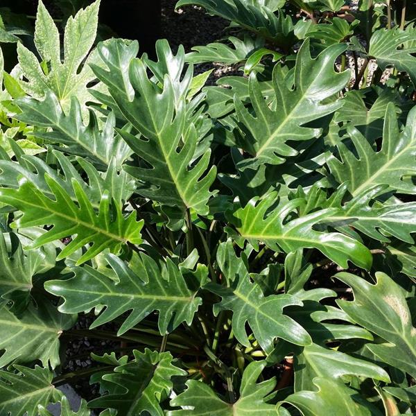 Philodendron xanadu (2)