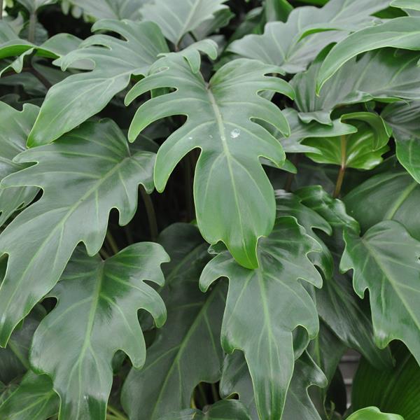 Philodendron xanadu (3)