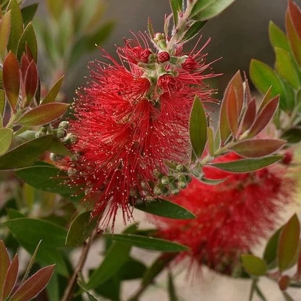 Callistemon viminalis Inferno (1)