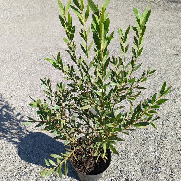 Callistemon viminalis Inferno (3)