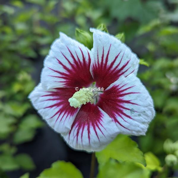 Hibiscus syriacus Red Heart (1)
