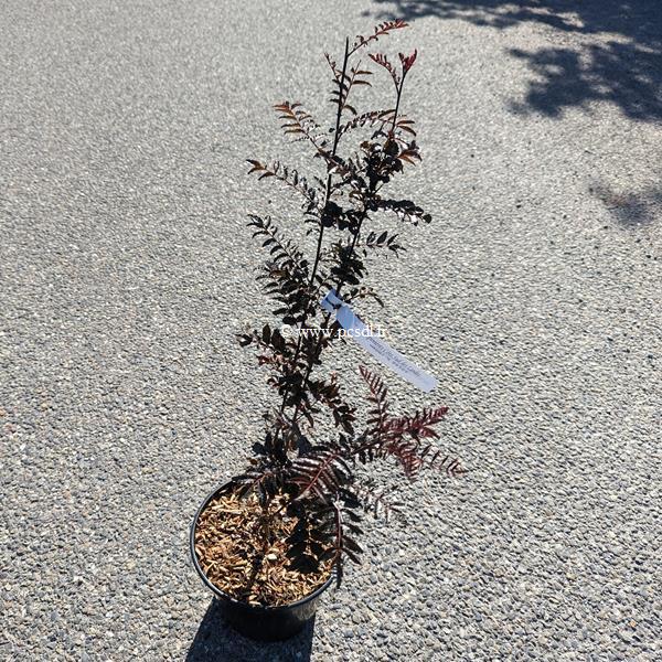 Zanthoxylum piperitum Black Magic