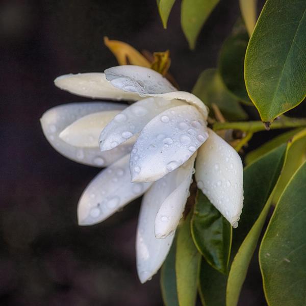 Magnolia Fairy White (6)