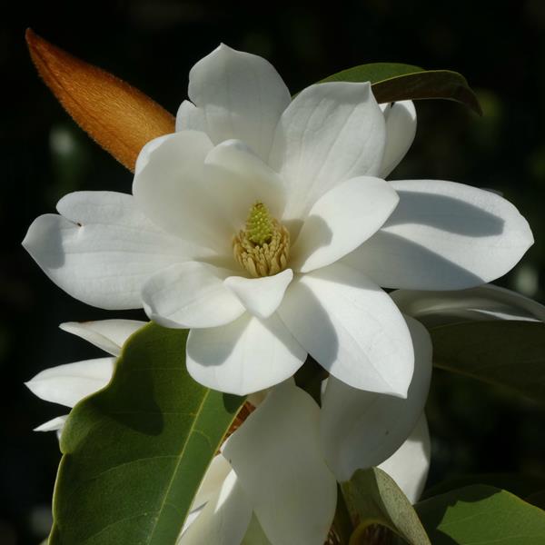 Magnolia Fairy White (5)