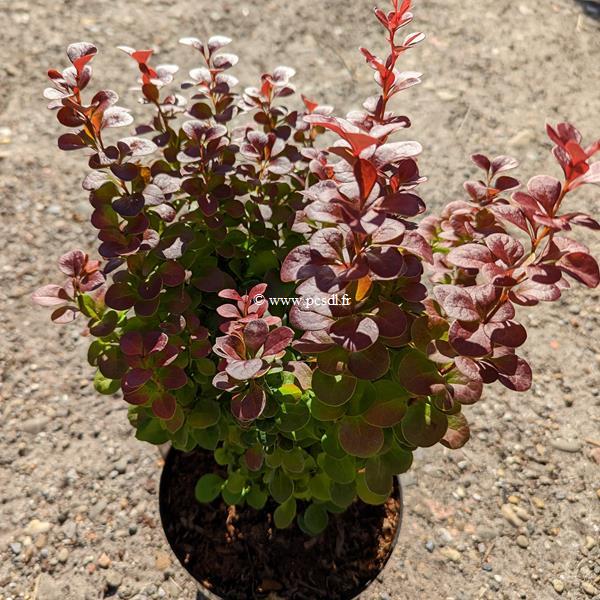 Berberis thunbergii Florence