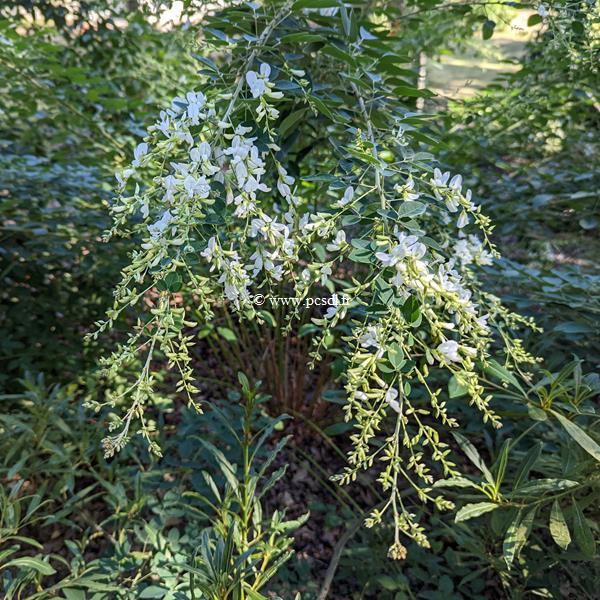 Lespedeza thunbergii Bailey (3)