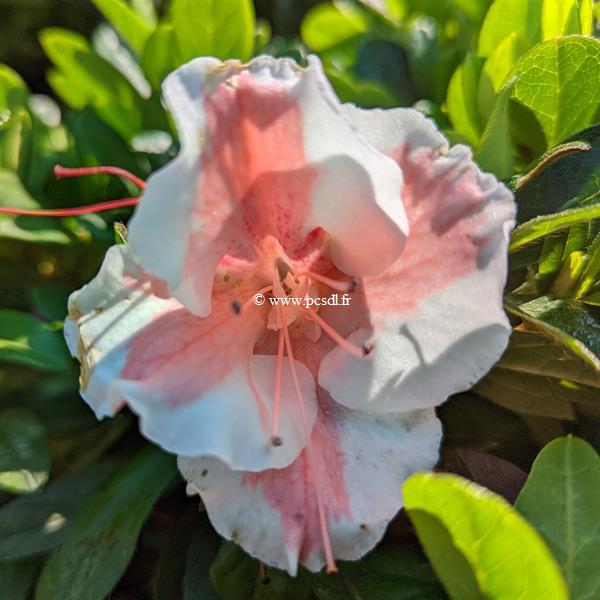 Rhododendron Encore Starburst (3)