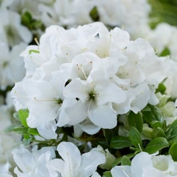 Rhododendron Encore Pure White (2)