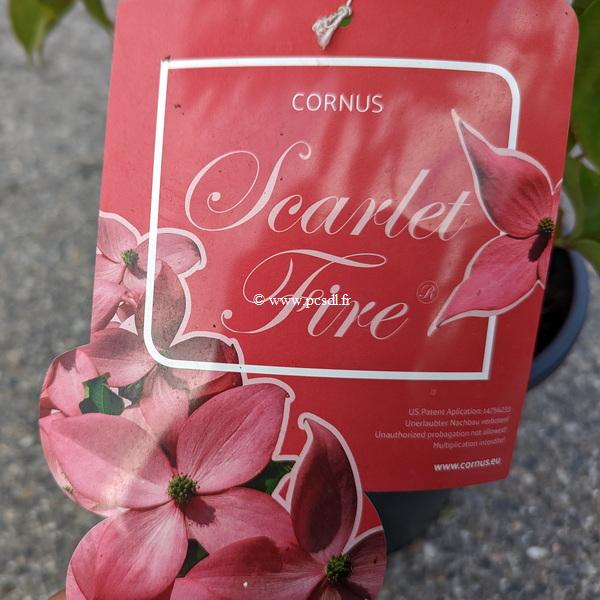 Cornus kousa Scarlet Fire (4)