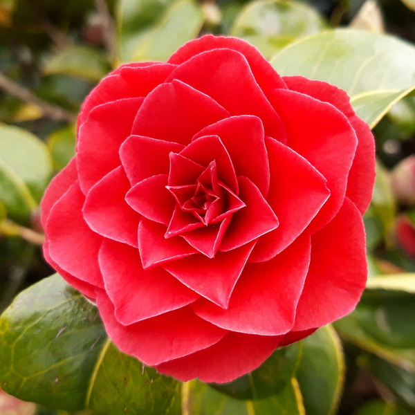 Camellia japonica Roger Hall (2)