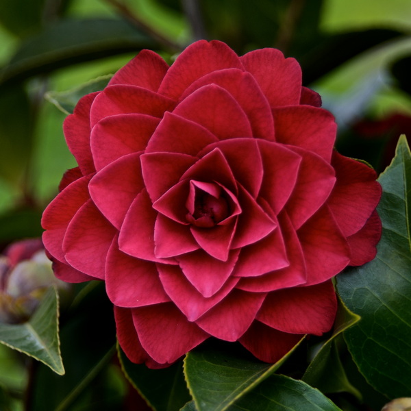 Camellia japonica Roger Hall