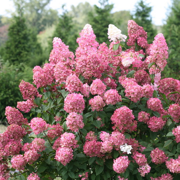 Hydrangea paniculata Fire Light (1)