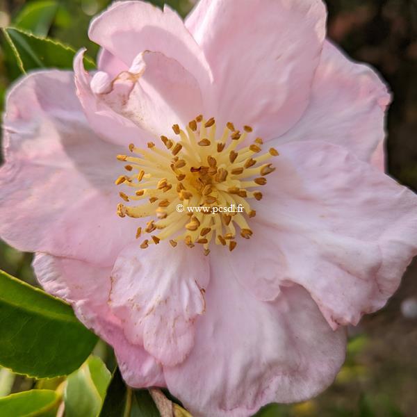 Camellia sasanqua Anshar (1)