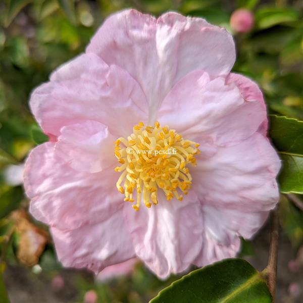 Camellia sasanqua Anshar (2)