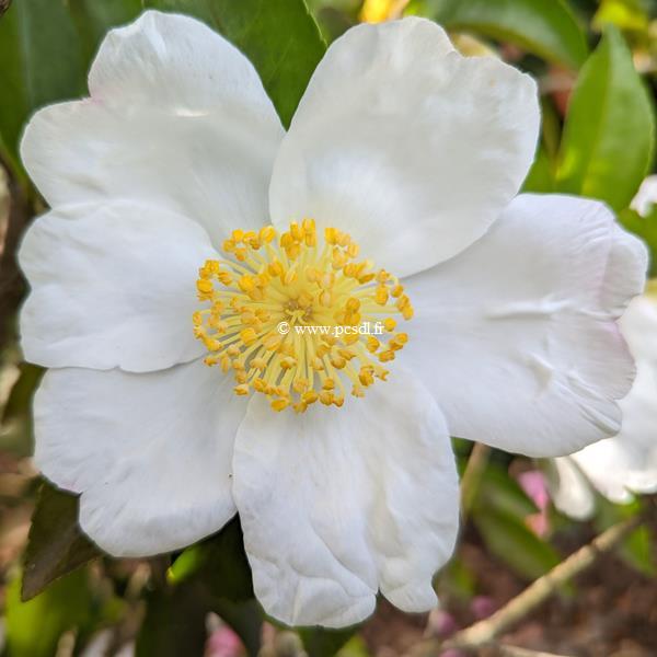 Camellia sasanqua Janell (1)