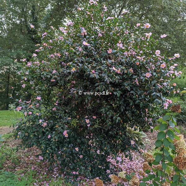 Camellia sasanqua Plantation Pink (2)