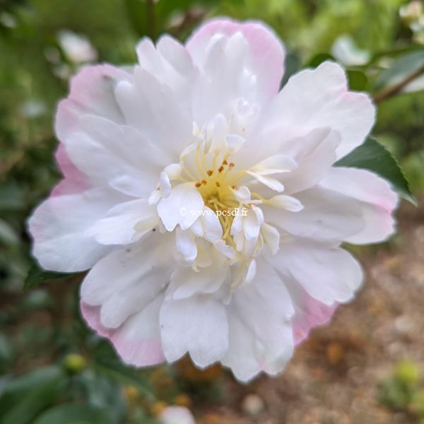 Camellia sasanqua Vanessa (2)