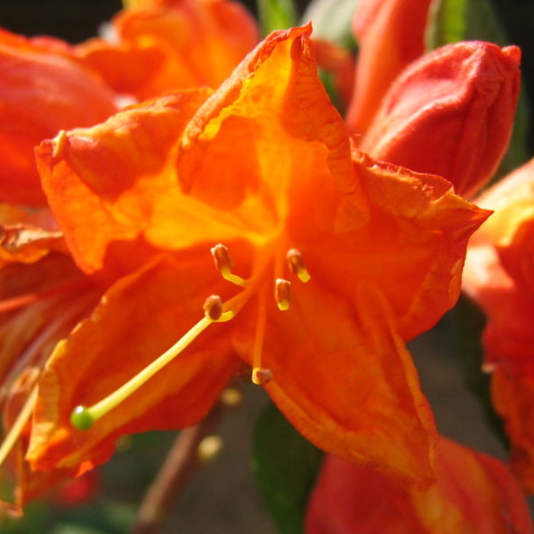 Rhododendron Glowing Embers