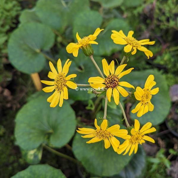 Farfugium japonicum Giganteum (3)