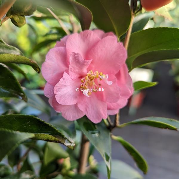 Camellia x Spring Festival (1)