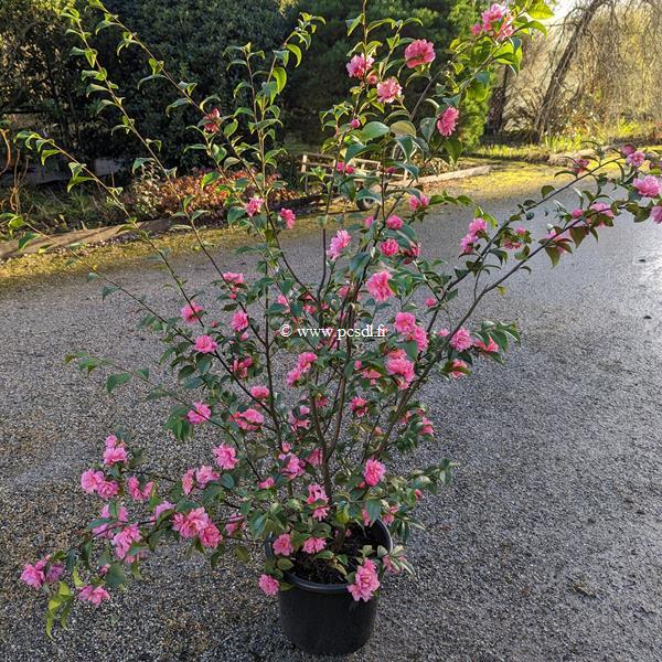 Camellia x Fragrant Pink (1)